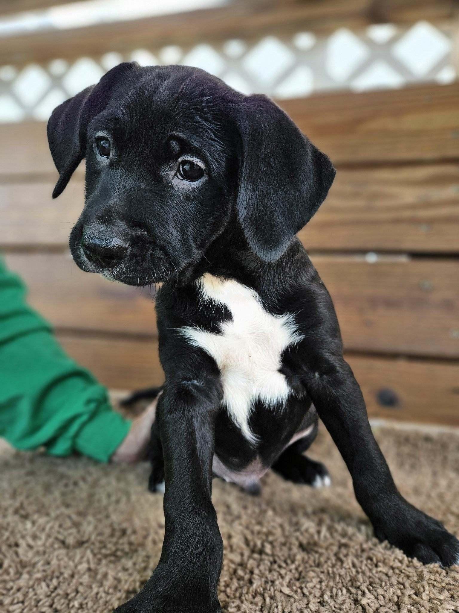 Doodle mix Pups, an adopted mixed breed in Jacksonville, FL image 5/5