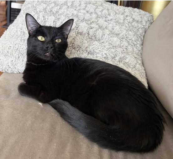 Enlarge Zig Zag, a ADOPTABLE Domestic Short Hair in Sainte-Martine, QC image 1/1