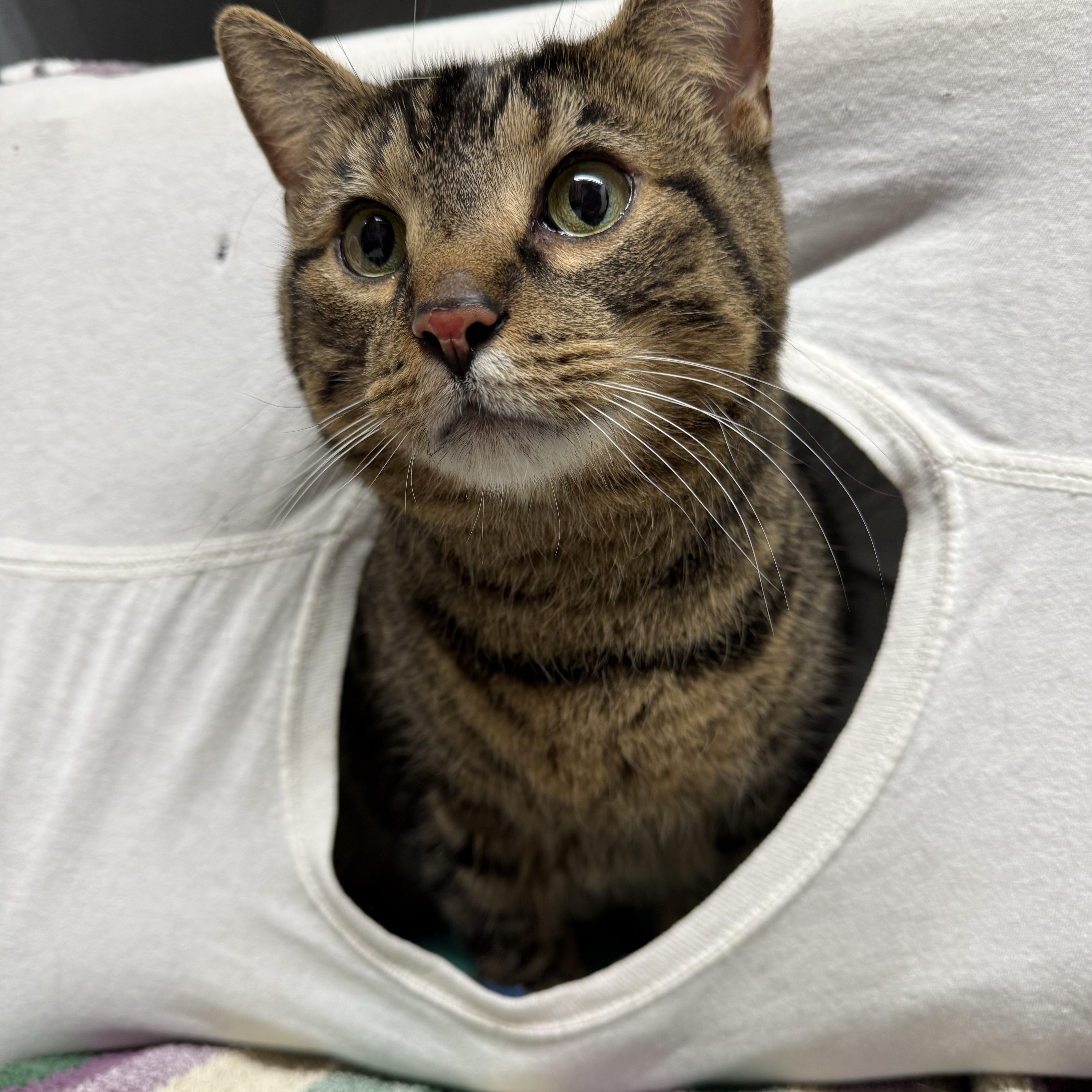 Enlarge Neil, an adoptable Domestic Short Hair in Mount Vernon, OH image 1/1