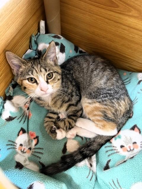 Pets for adoption from Kitten Krazy Inc. | Petfinder