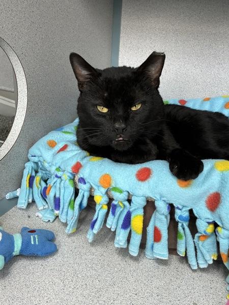 Enlarge Eamon, a Adoptable mixed breed in Skillman, NJ image 1/2