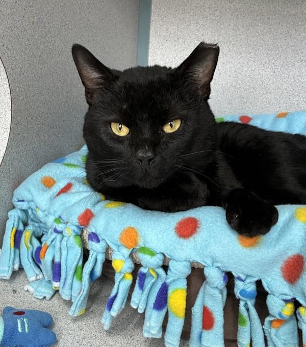 Enlarge Eamon, a Adoptable mixed breed in Skillman, NJ image 2/2