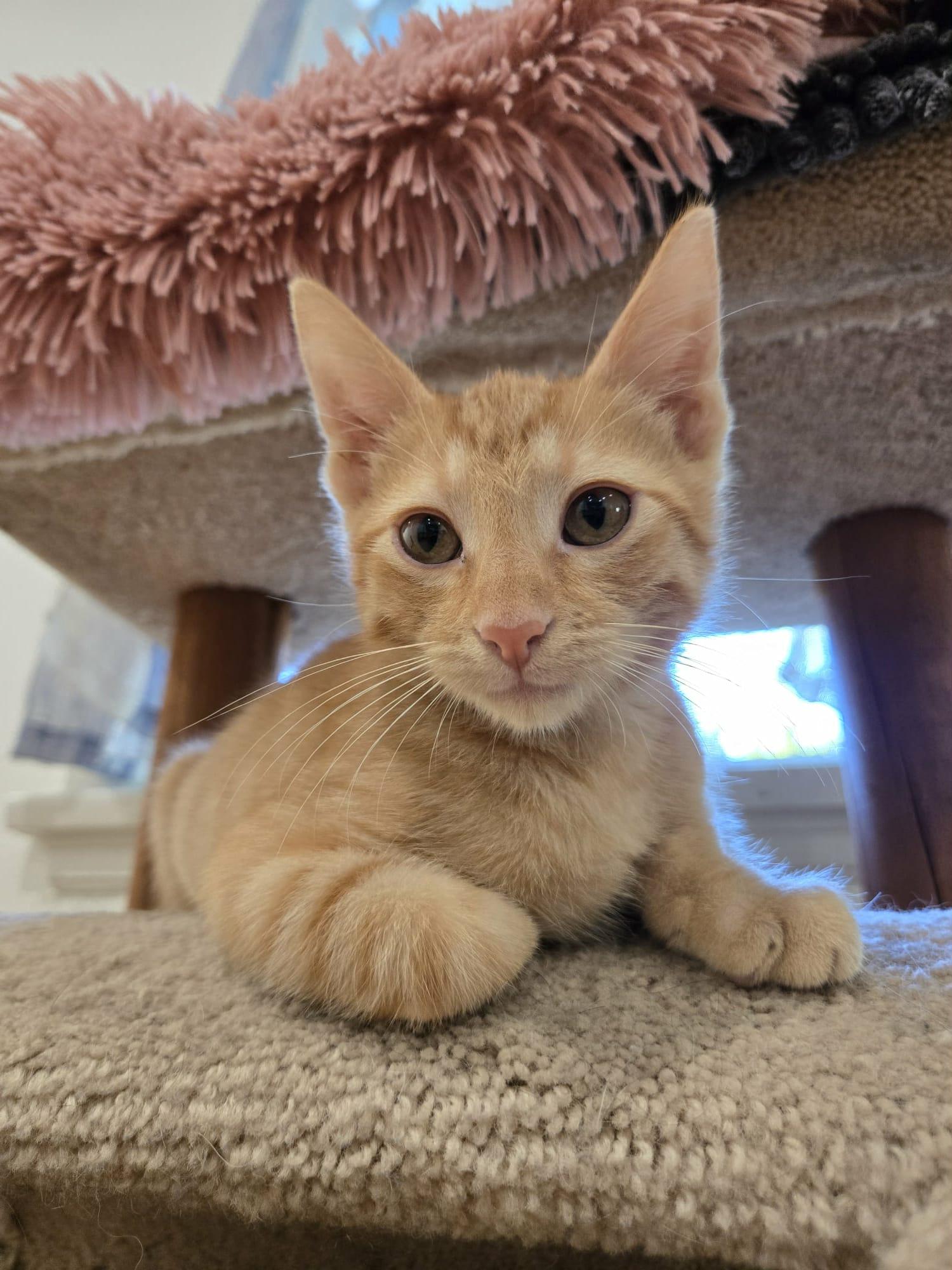 Purrsciutto, adopted, Kitten Male Domestic Short Hair.