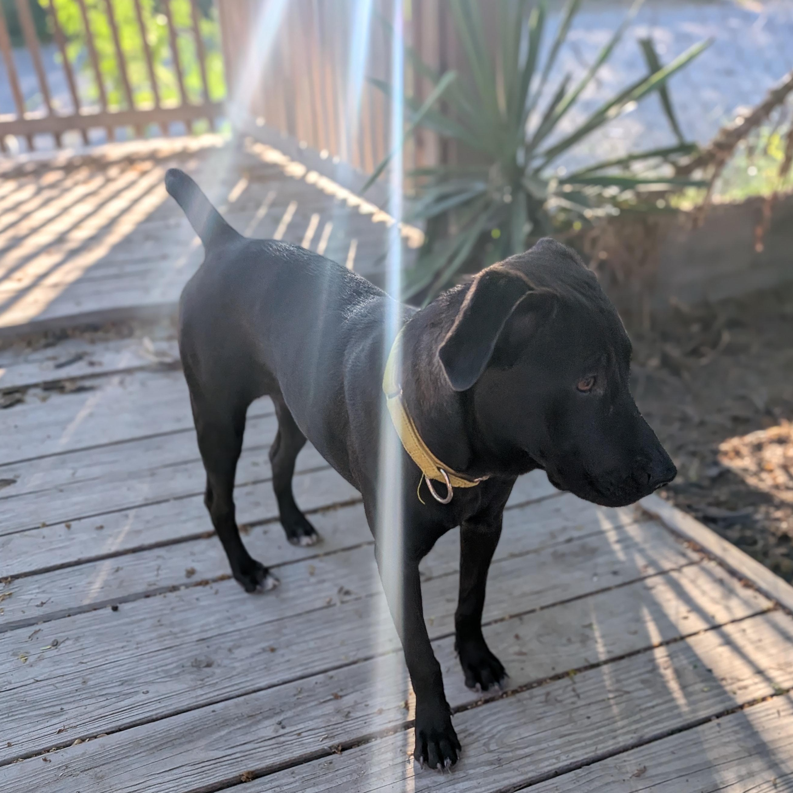 Enlarge Lulu, a Adoptable mixed breed in Portland, ME image 3/5