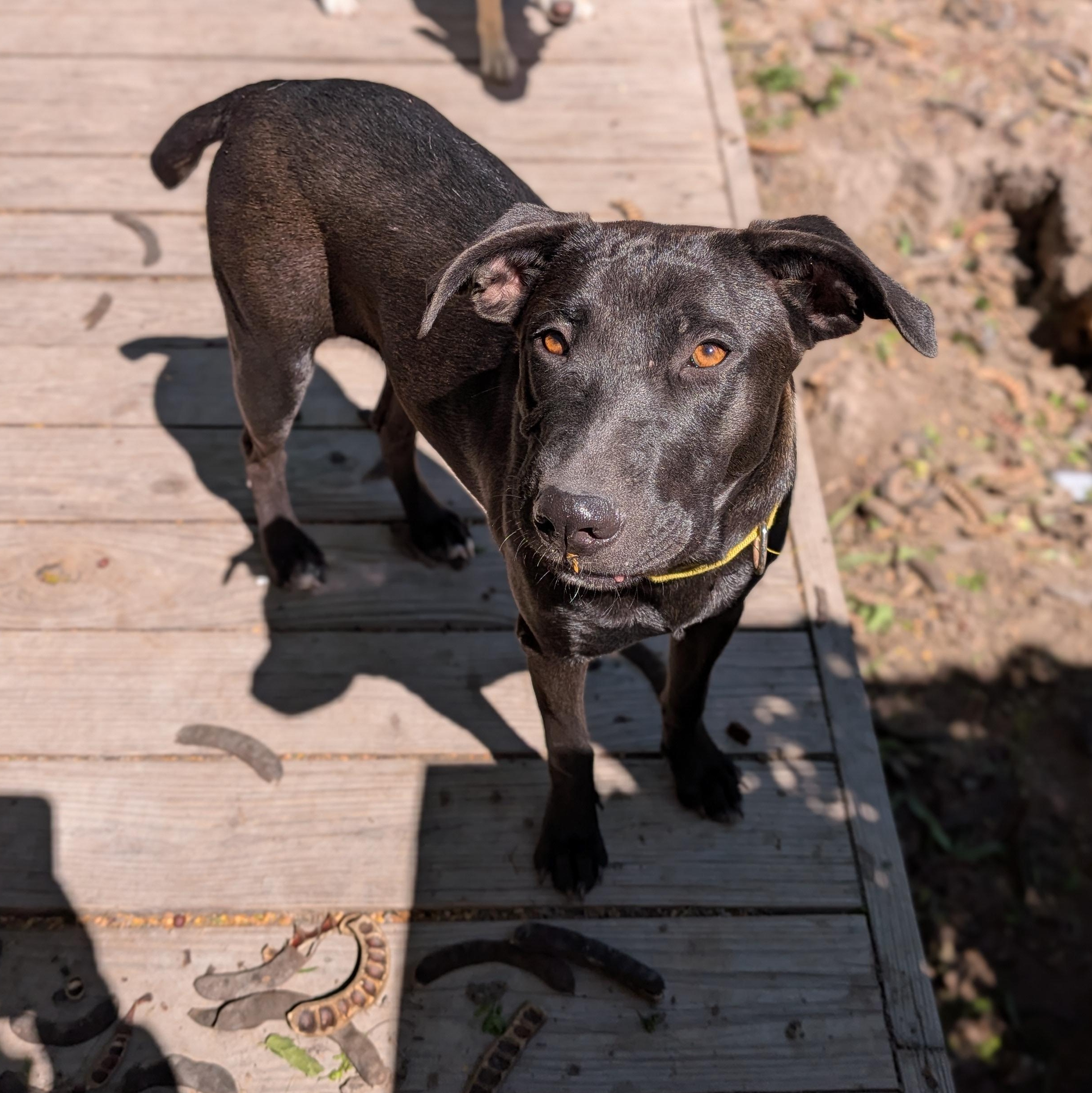 Enlarge Lulu, a Adoptable mixed breed in Portland, ME image 2/5