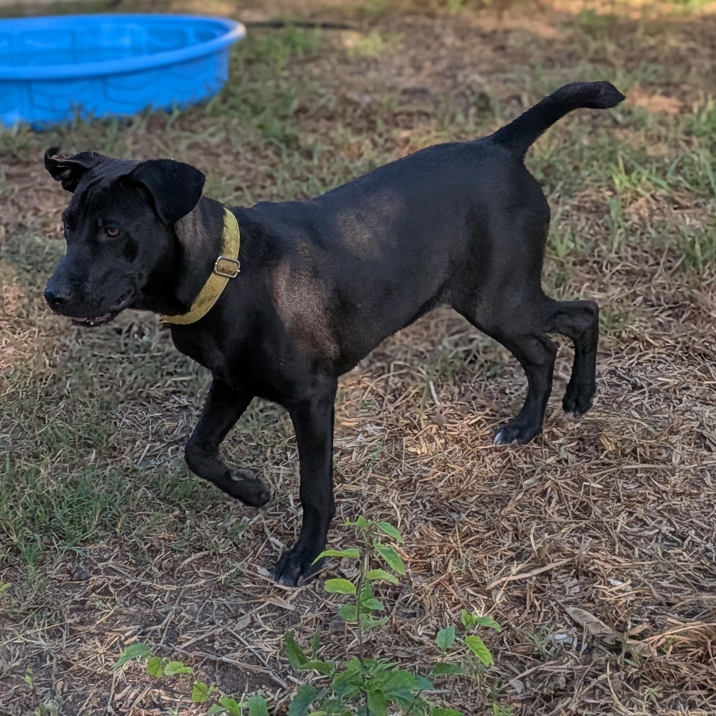Enlarge Lulu, a Adoptable mixed breed in Portland, ME image 5/5