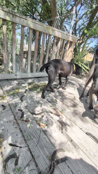 Enlarge Lulu, a Adoptable mixed breed in Portland, ME video 4/5
