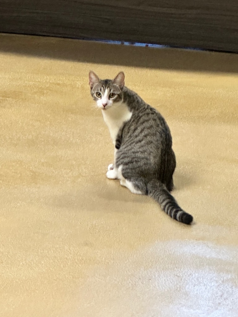 Barry, a Adoptable Domestic Short Hair in Mira Loma, CA image 2/2