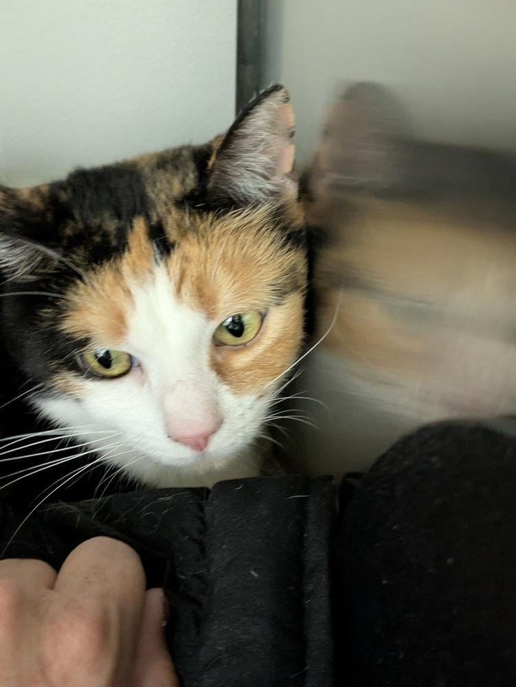 Shawnda, Adoptable, Adult Female Domestic Short Hair.