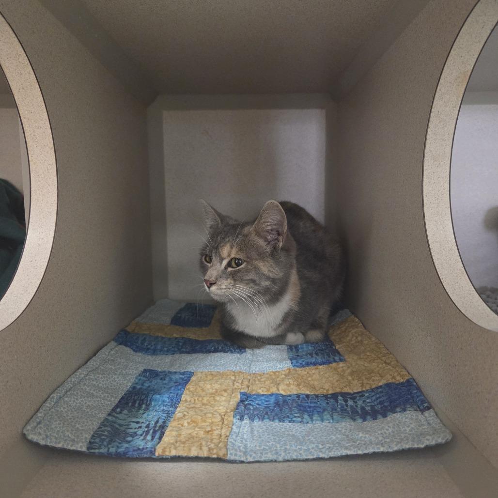 Enlarge Millie, a Adoptable Domestic Short Hair in Pagosa Springs, CO image 1/2