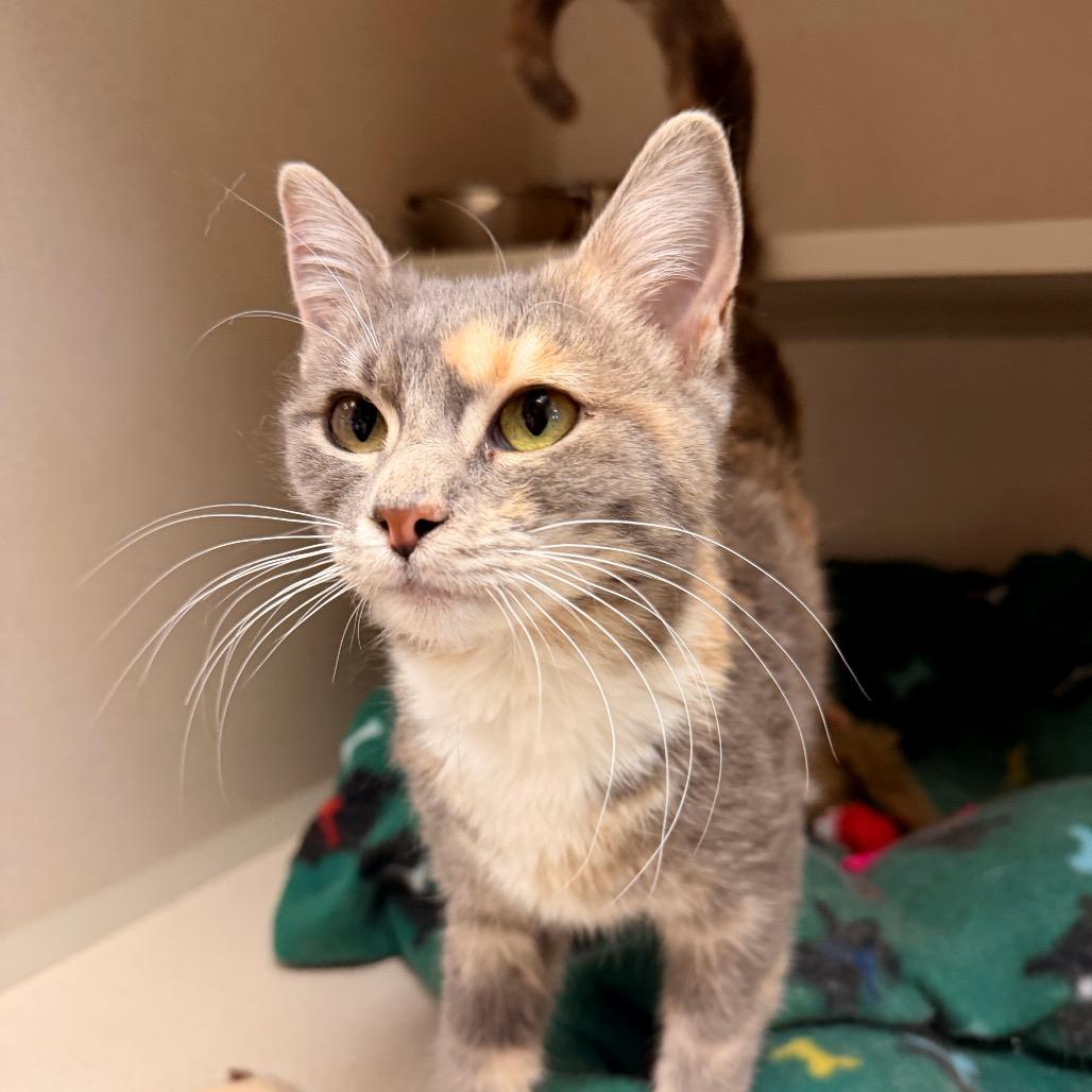 Enlarge Millie, a Adoptable Domestic Short Hair in Pagosa Springs, CO image 2/2