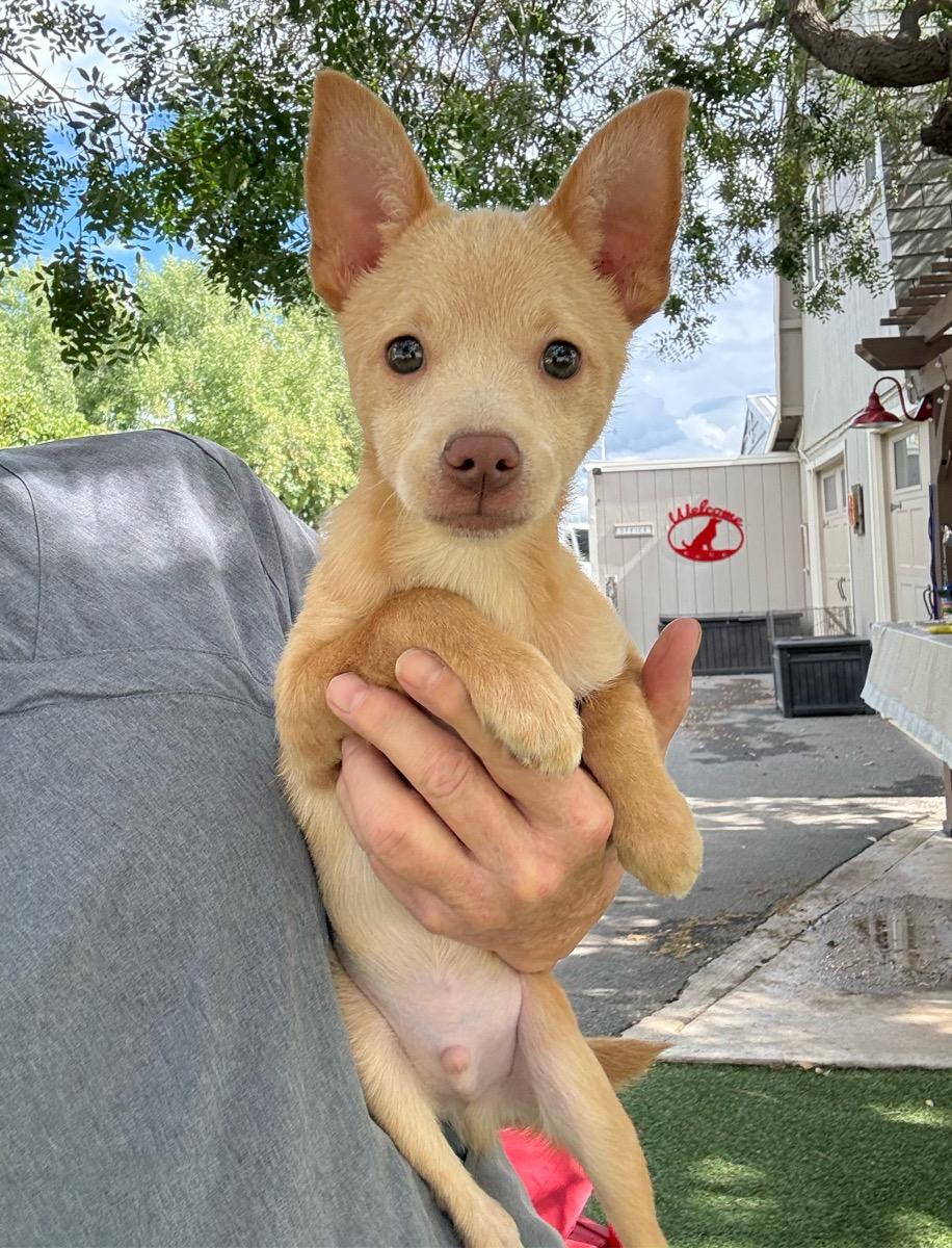 Enlarge Wiley, a Adoptable mixed breed in Temecula, CA image 2/2