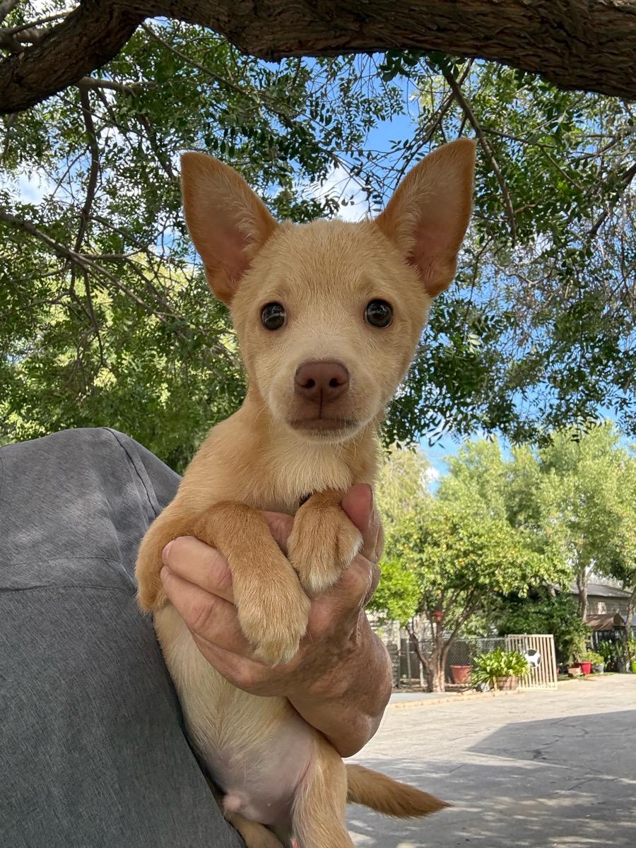 Wiley, Adoptable, Young Male Pomeranian & Chihuahua.