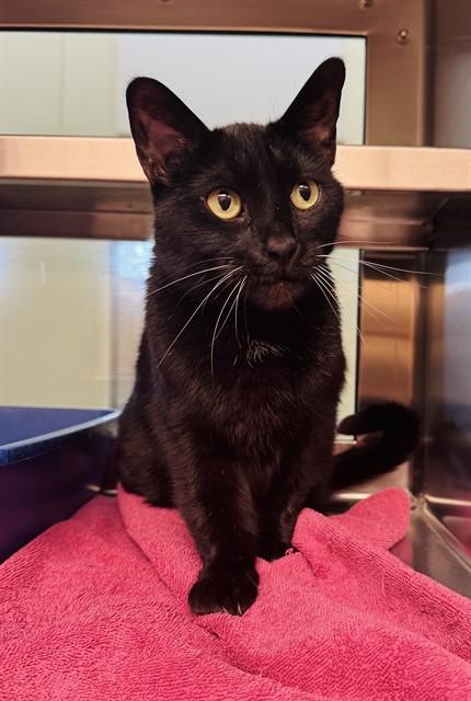 KAFIFI, Adoptable, Adult Female Domestic Short Hair.