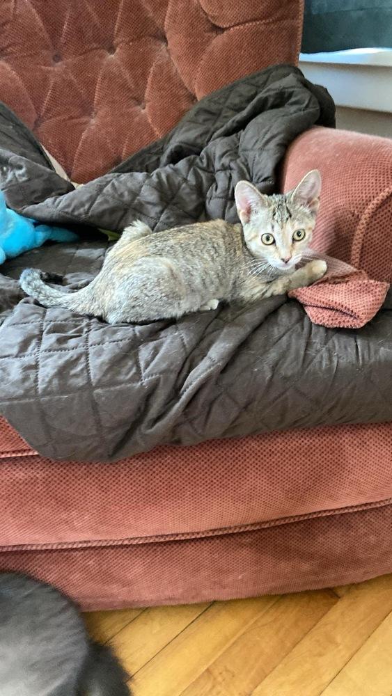 Ginny — thumbnail 2