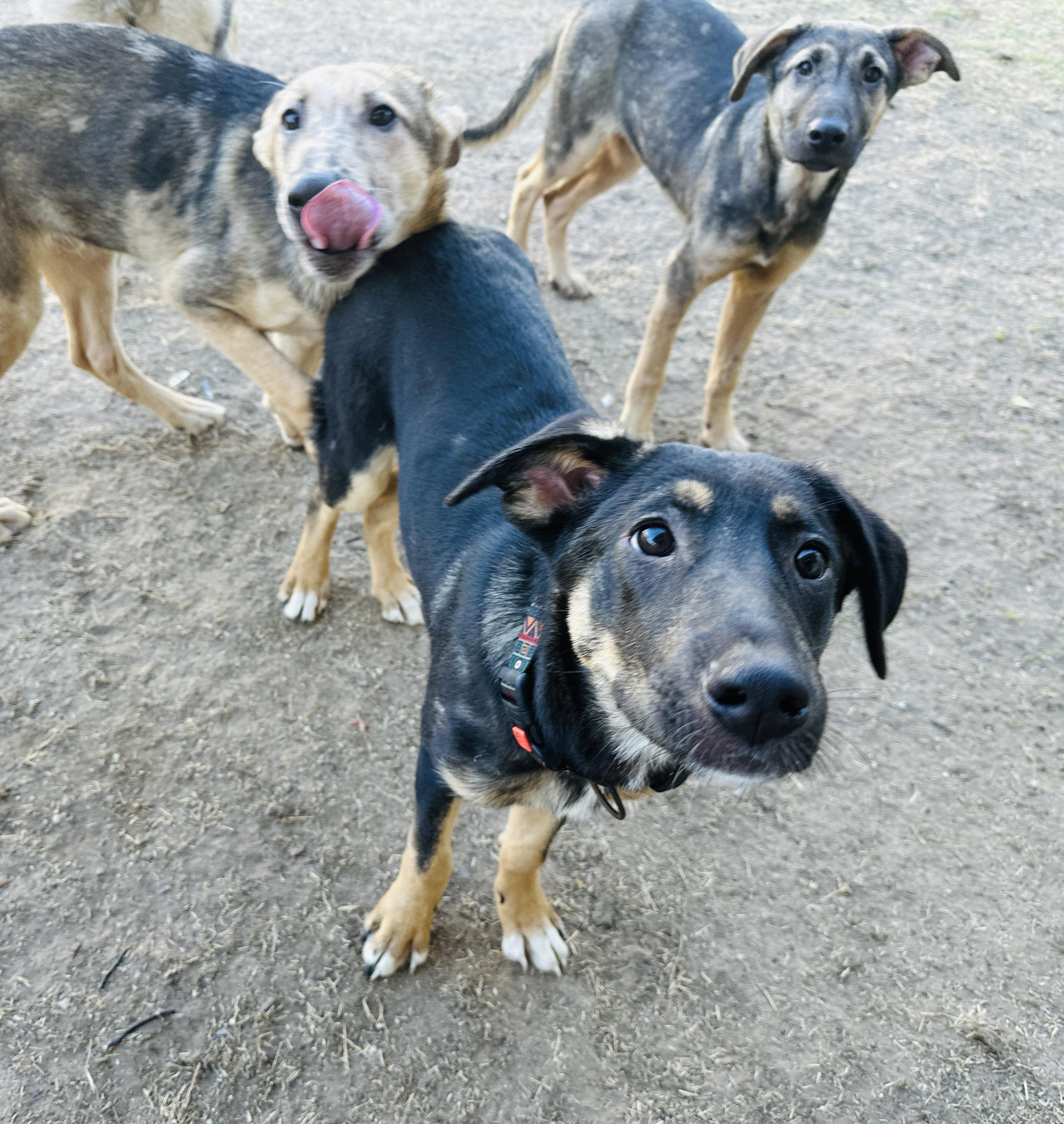 Aurora , Adoptable, Puppy Female Mixed Breed.