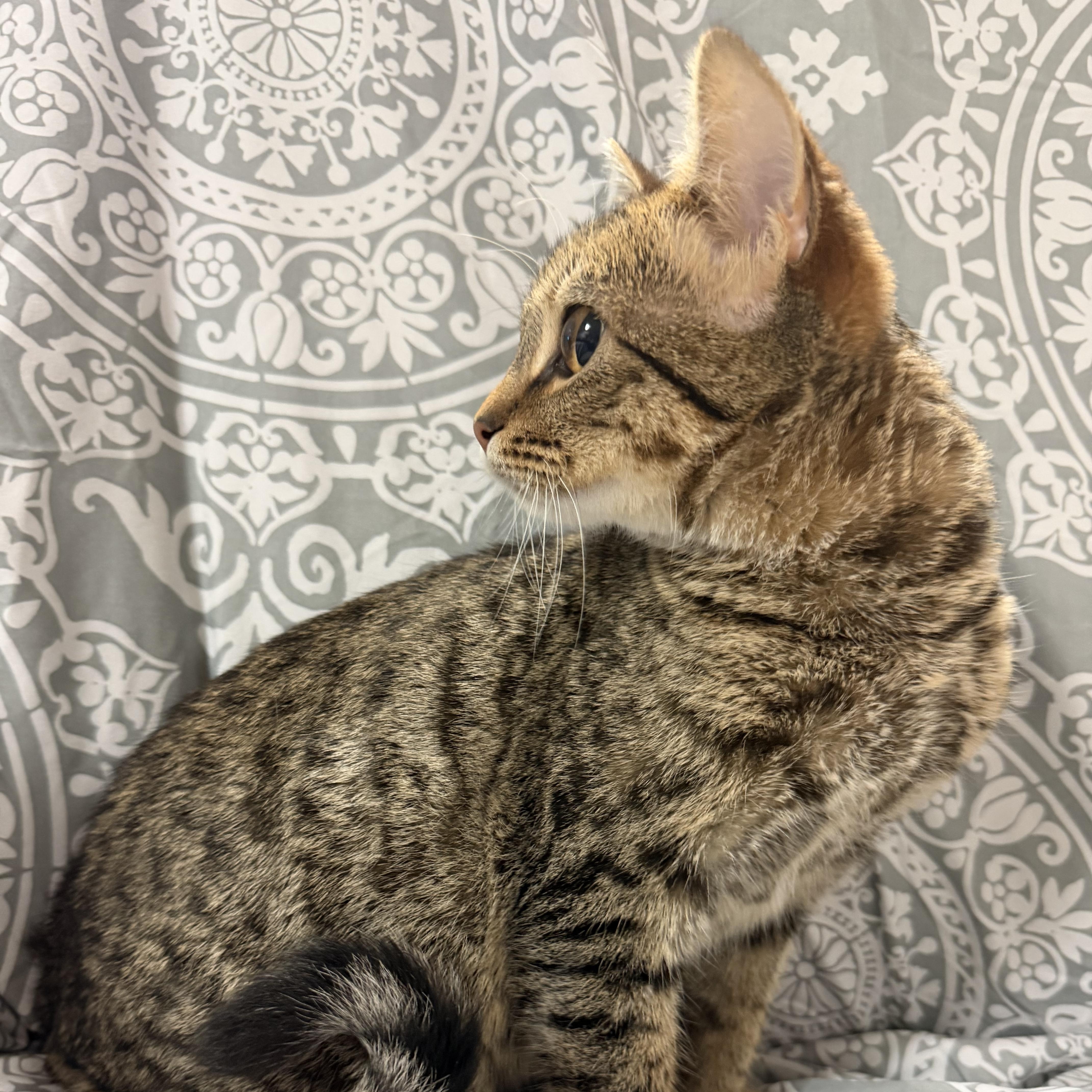 Enlarge Sonny, a Adoptable Tabby in Knoxville, TN image 3/3