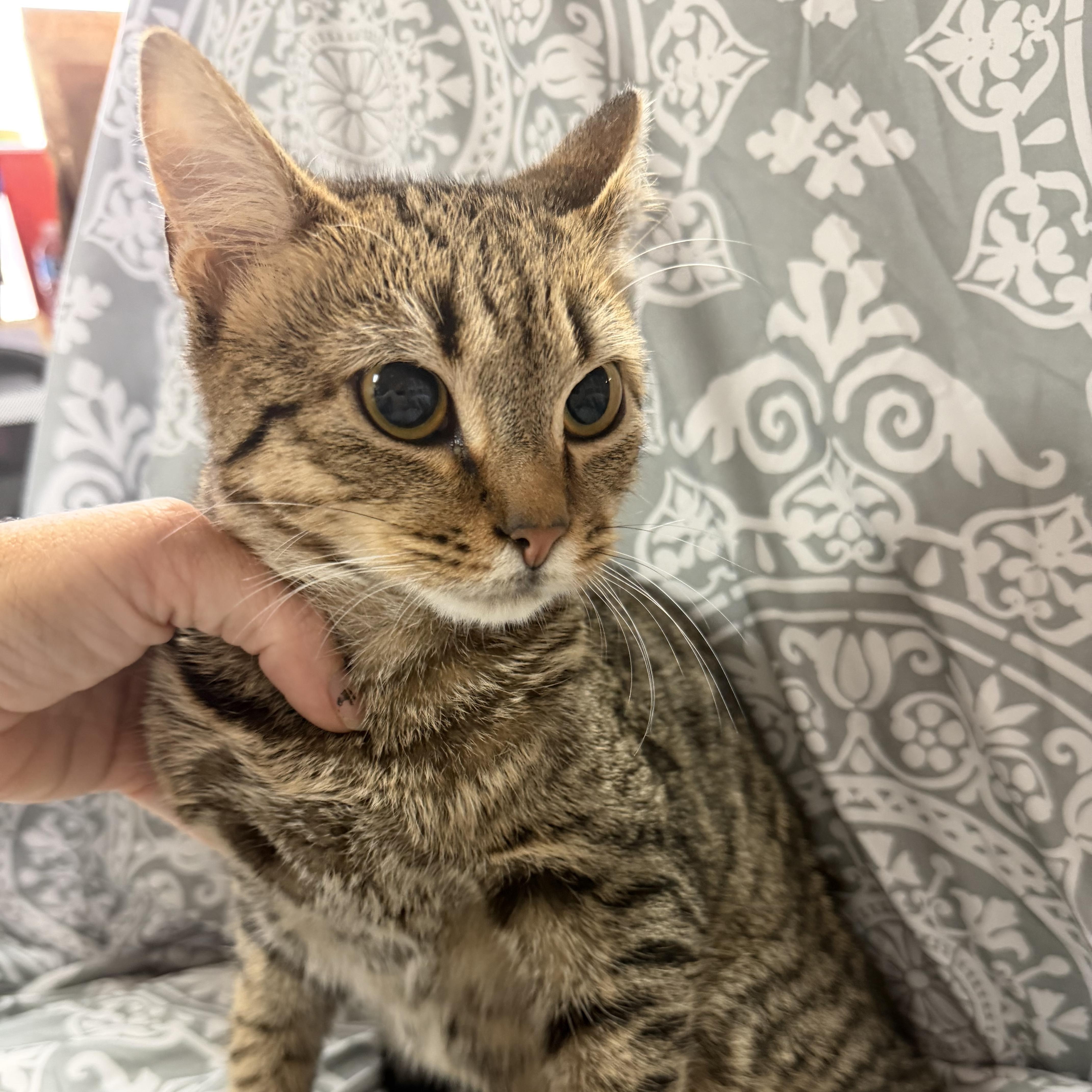 Enlarge Sonny, a Adoptable Tabby in Knoxville, TN image 2/3