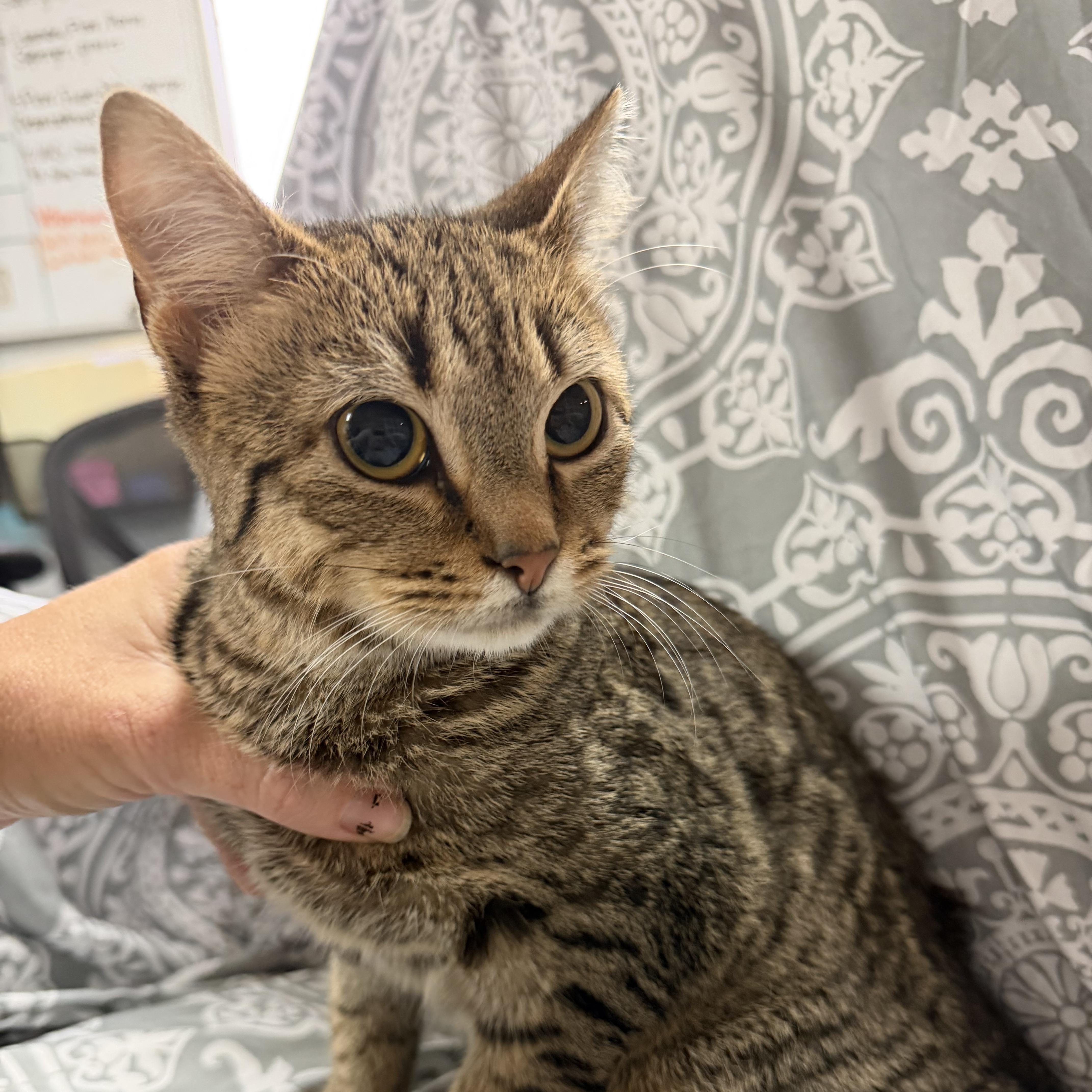 Enlarge Sonny, a Adoptable Tabby in Knoxville, TN image 1/3