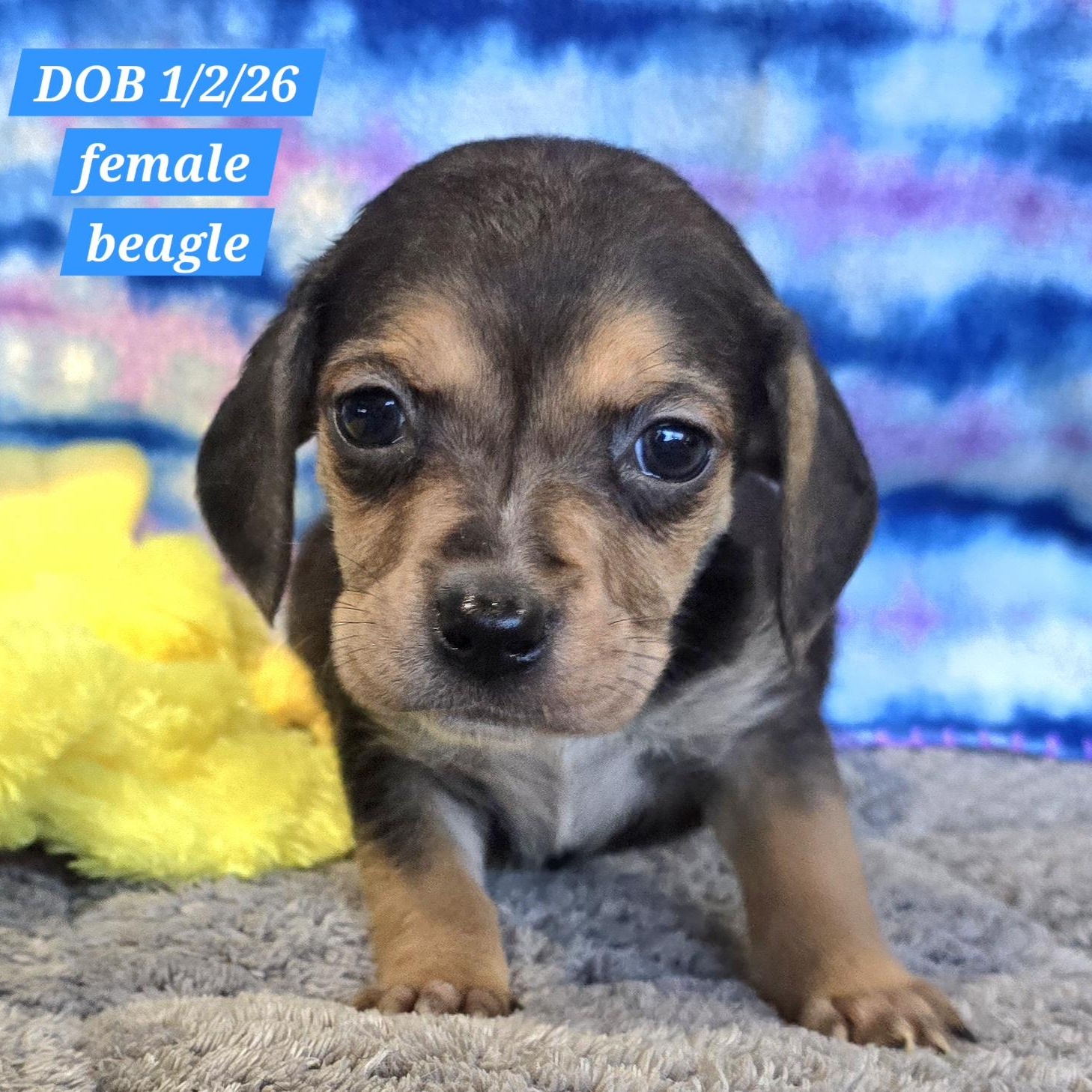 Sushi, adopted, Puppy Female Beagle.