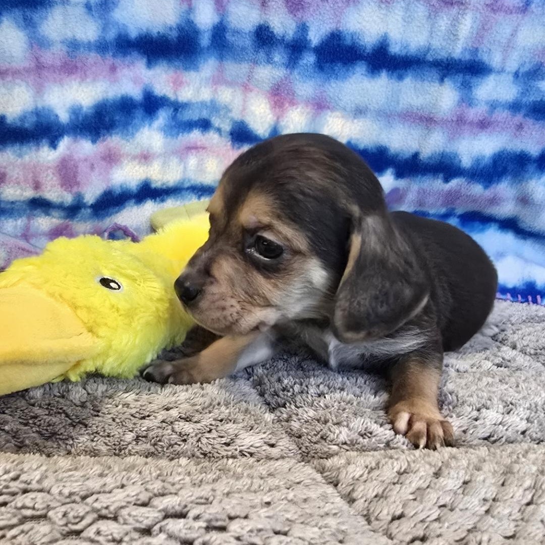 Enlarge Sushi, an adopted Beagle in Athens, AL image 2/4