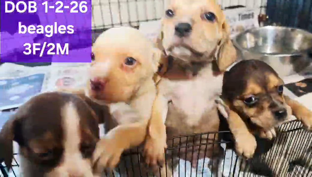 Enlarge Sushi, an adopted Beagle in Athens, AL video 4/4