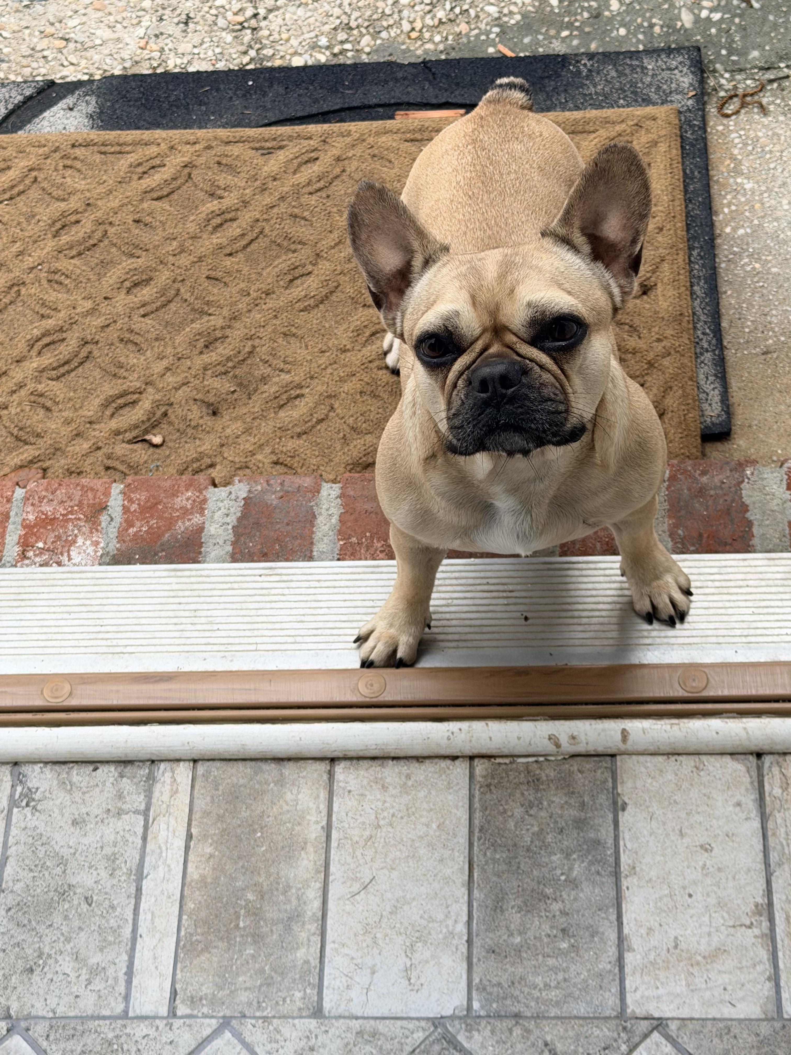 Rose, ADOPTABLE, Young Female French Bulldog.