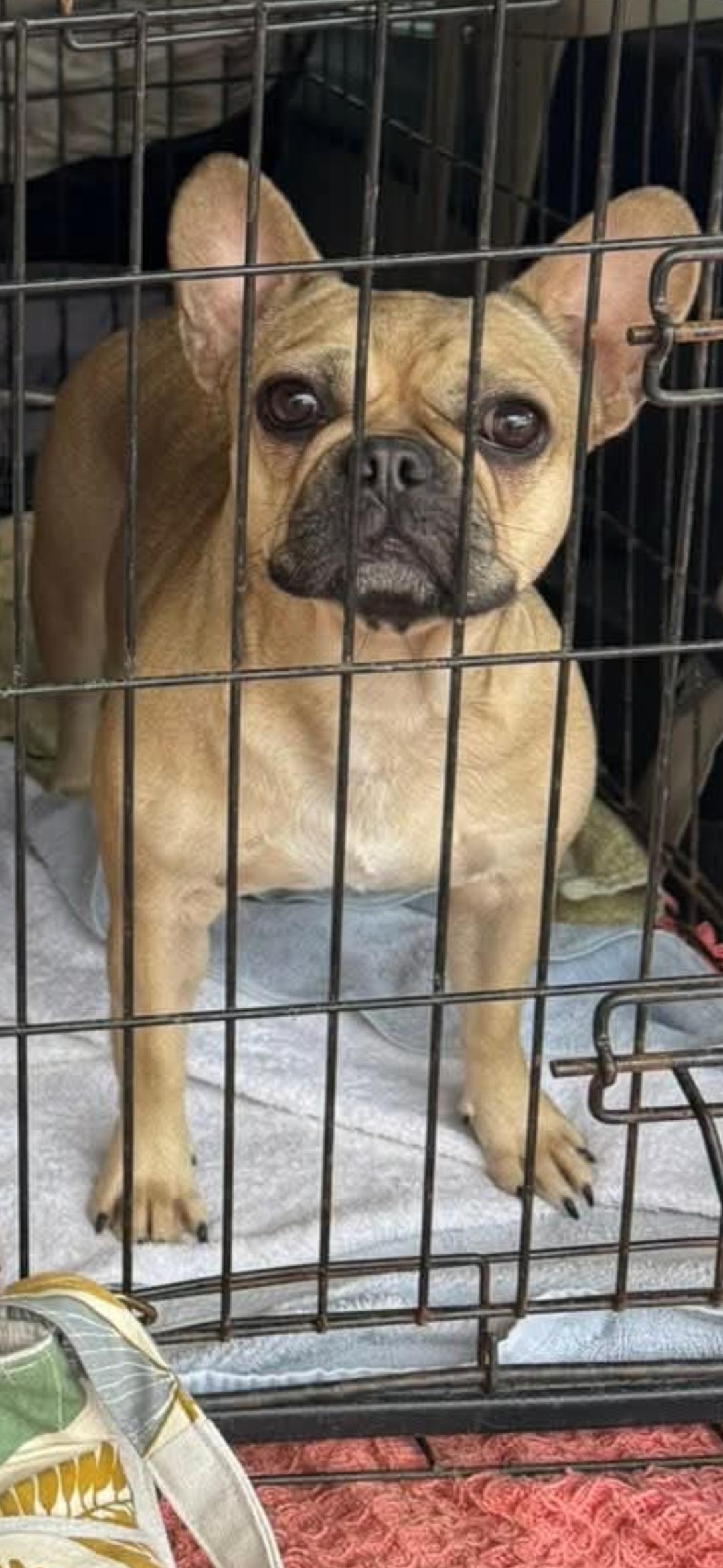 Enlarge Rose, a ADOPTABLE French Bulldog in Mary Esther, FL image 1/1
