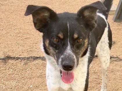 Elf, Adult Male Mixed Breed