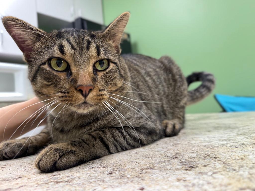 Enlarge Otto, a Adoptable mixed breed in La Porte, IN image 1/1