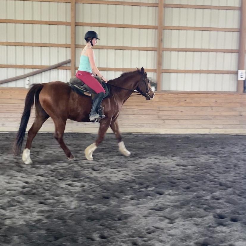 Macaroni, Adoptable, Senior Male Quarterhorse.