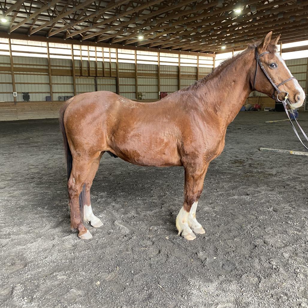 Enlarge Macaroni, a Adoptable Quarterhorse in Quakertown, PA image 2/4