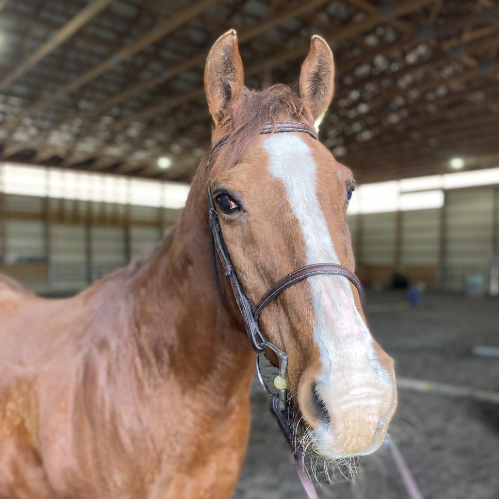 Enlarge Macaroni, a Adoptable Quarterhorse in Quakertown, PA image 3/4