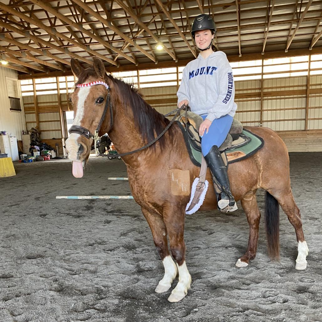 Enlarge Macaroni, a Adoptable Quarterhorse in Quakertown, PA image 4/4