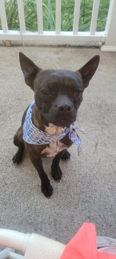 Enlarge Buckley McGee-4613-Asheville, NC, a Adoptable mixed breed in Maryville, TN image 1/5