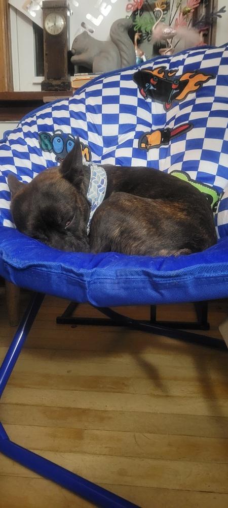 Enlarge Buckley McGee-4613-Asheville, NC, a Adoptable mixed breed in Maryville, TN image 2/5