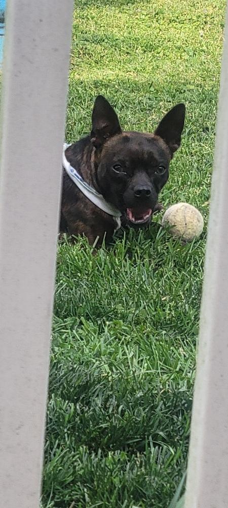Enlarge Buckley McGee-4613-Asheville, NC, a Adoptable mixed breed in Maryville, TN image 3/5