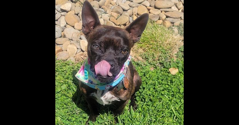 Enlarge Buckley McGee-4613-Asheville, NC, a Adoptable mixed breed in Maryville, TN image 4/5
