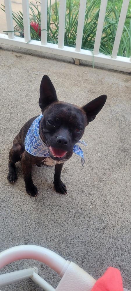 Enlarge Buckley McGee-4613-Asheville, NC, a Adoptable mixed breed in Maryville, TN image 5/5