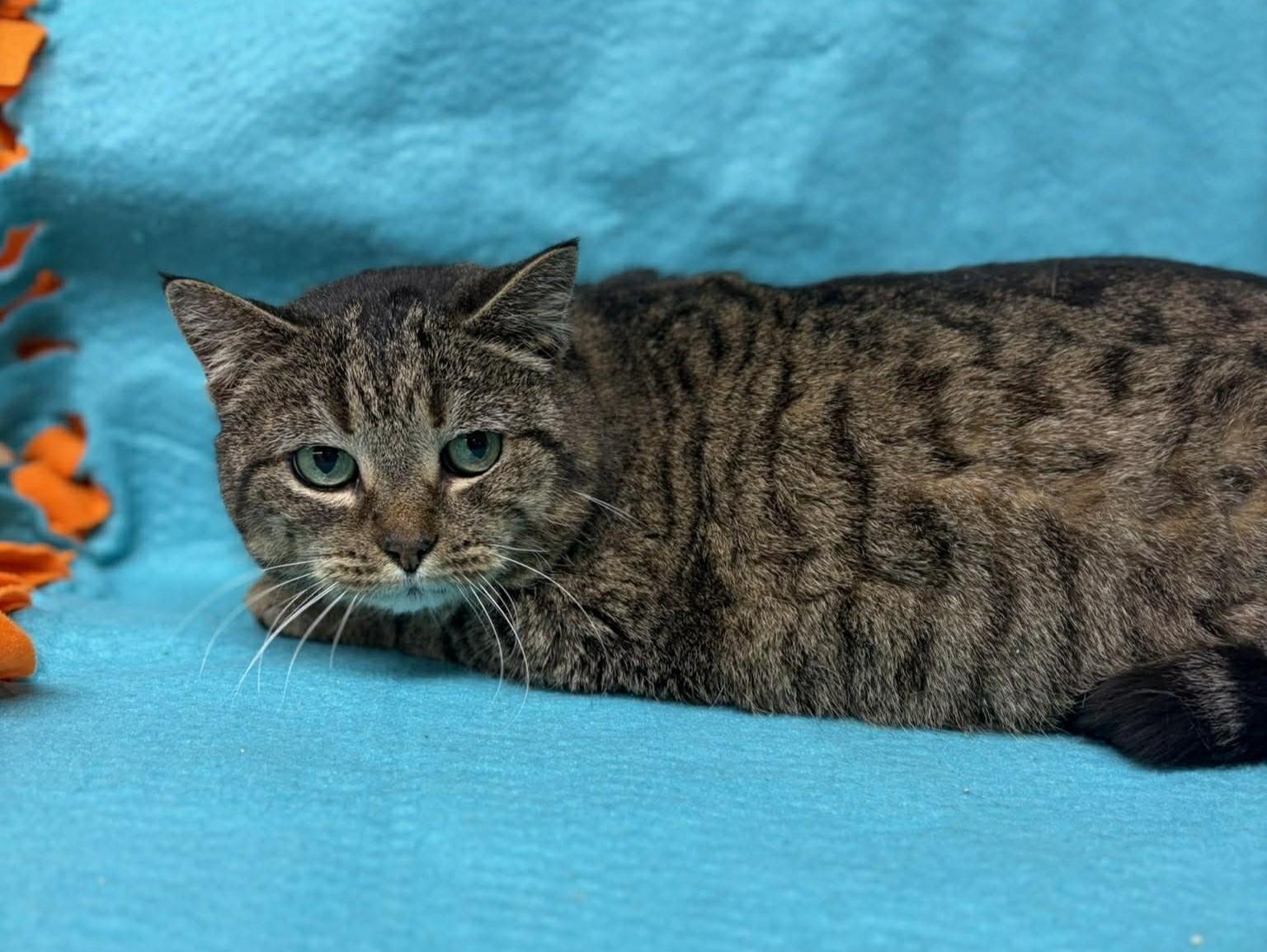 Enlarge Juliet, a ADOPTABLE mixed breed in Maryville, MO image 1/1