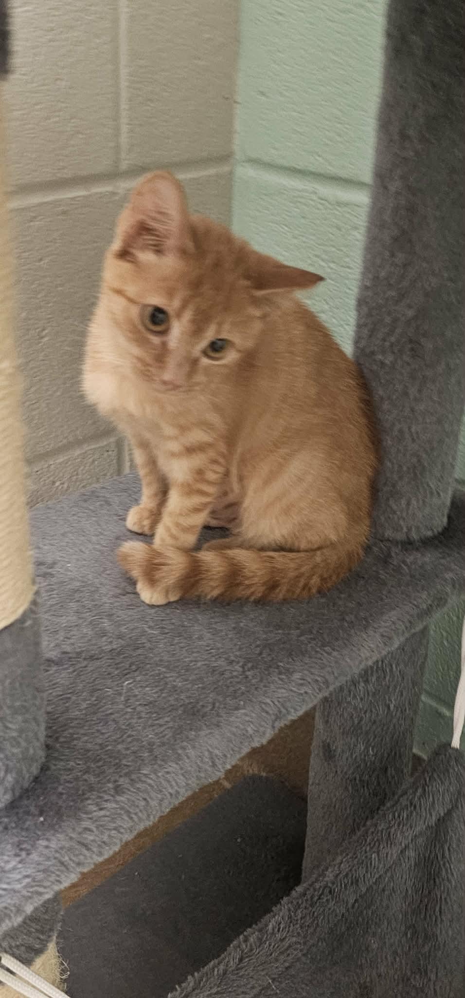 Enlarge TN Vols, a ADOPTABLE Domestic Short Hair in Mount Juliet, TN image 1/2