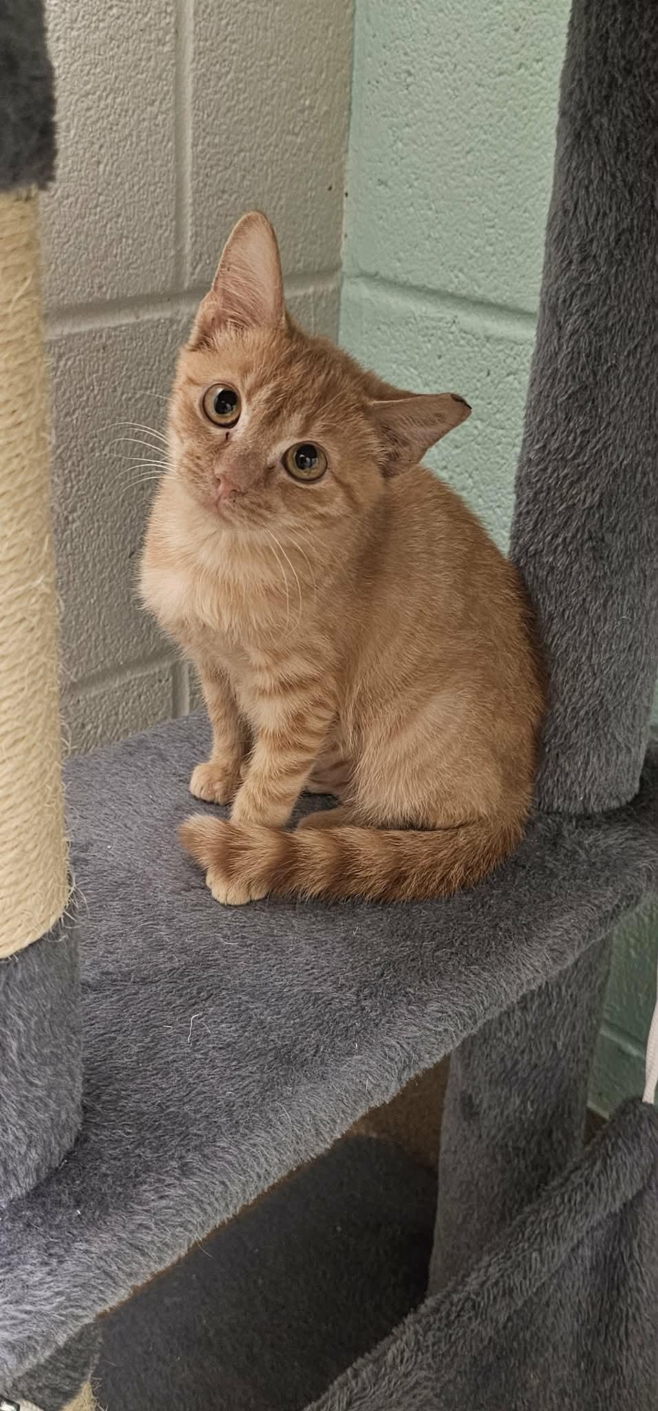 Enlarge TN Vols, a ADOPTABLE Domestic Short Hair in Mount Juliet, TN image 2/2