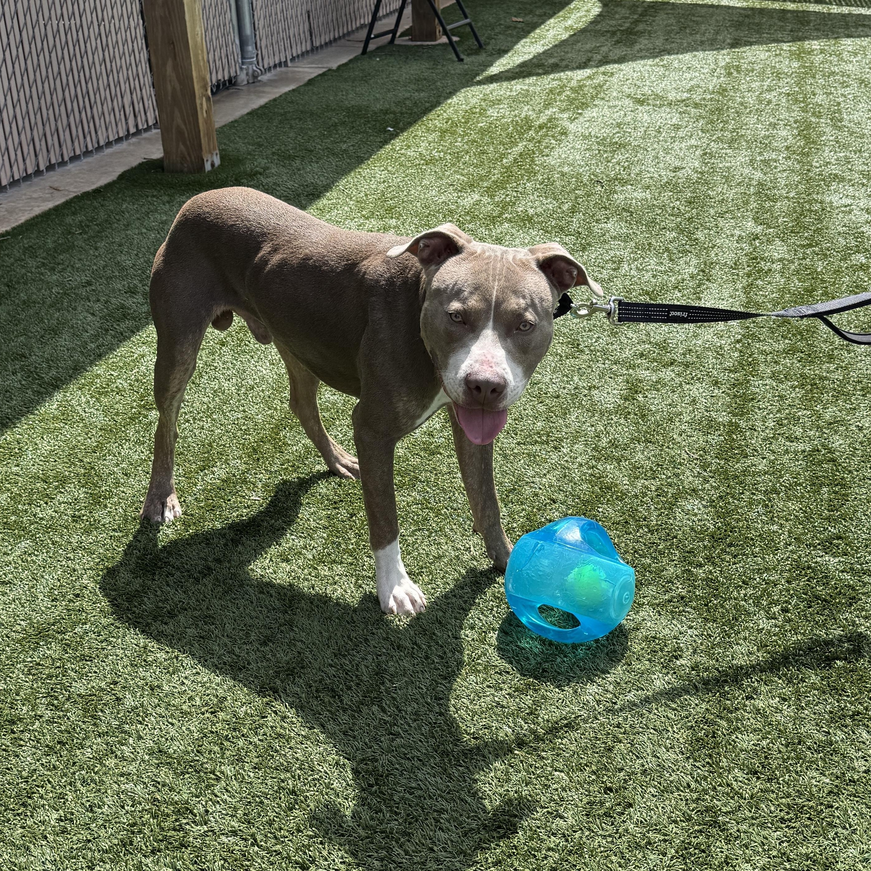 Enlarge Meet PETER - friendly young boy looking for a forever home - PLEASE READ, a ADOPTABLE American Staffordshire Terrier in Clifton, NJ image 3/5