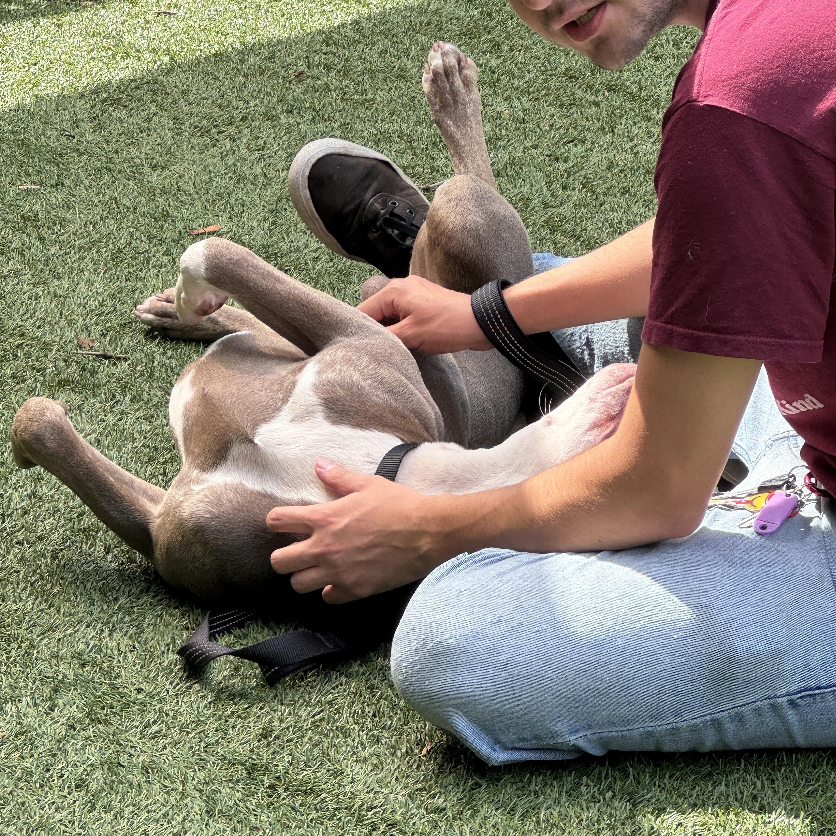 Enlarge Meet PETER - friendly young boy looking for a forever home - PLEASE READ, a ADOPTABLE American Staffordshire Terrier in Clifton, NJ image 5/5