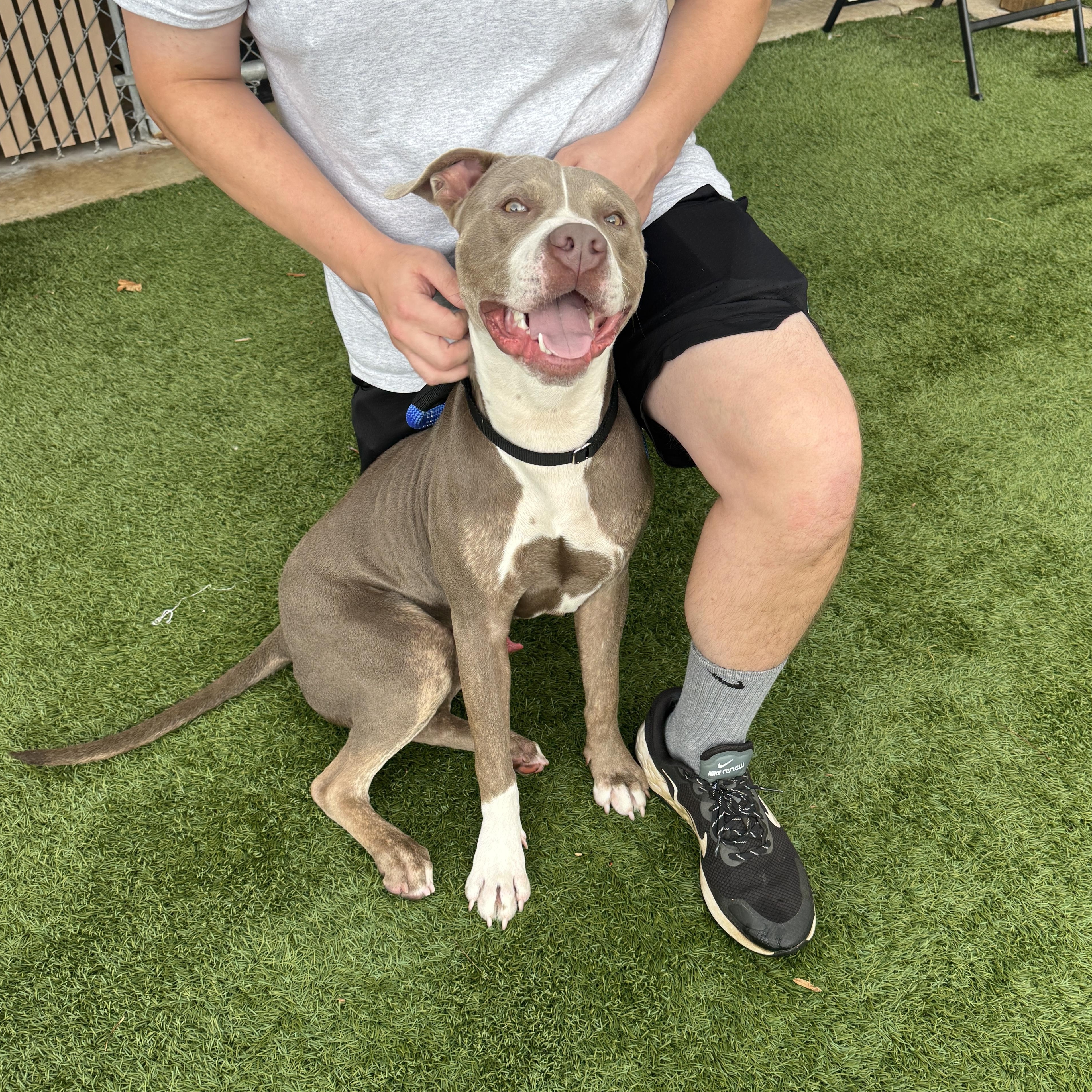 Enlarge Meet PETER - friendly young boy looking for a forever home - PLEASE READ, a ADOPTABLE American Staffordshire Terrier in Clifton, NJ image 1/5