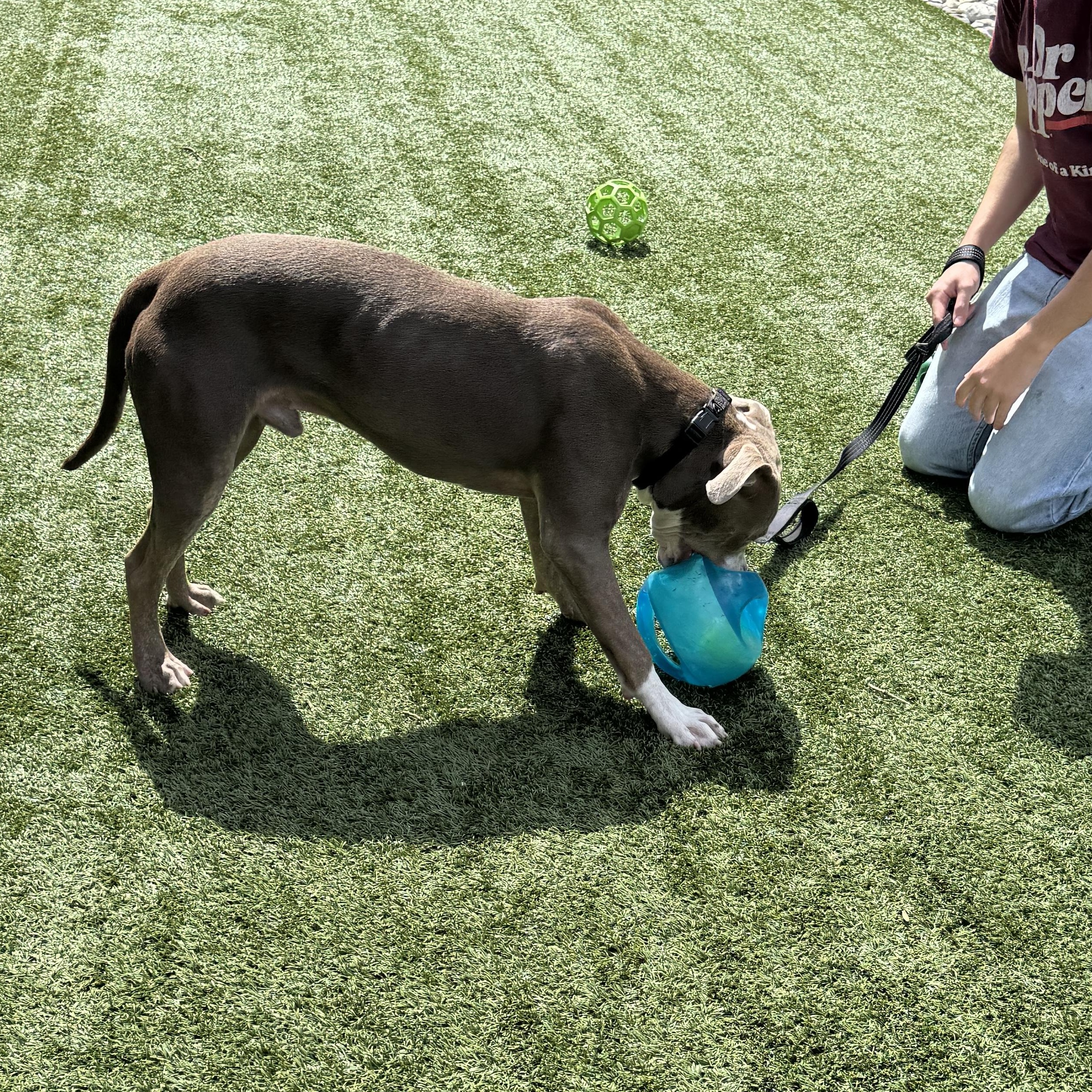 Enlarge Meet PETER - friendly young boy looking for a forever home - PLEASE READ, a ADOPTABLE American Staffordshire Terrier in Clifton, NJ image 4/5