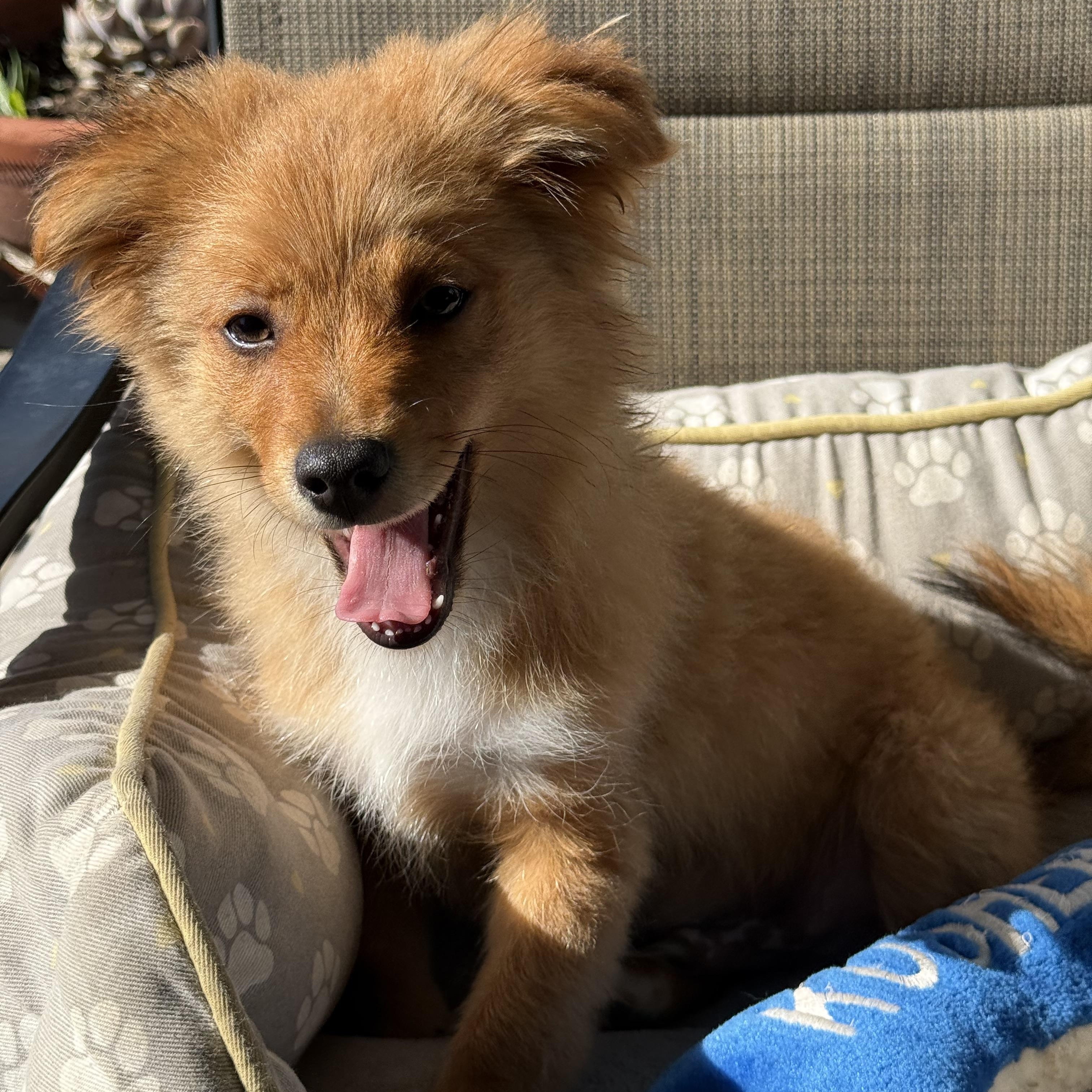 Romeo, ADOPTABLE, Puppy Male Pomeranian & Dachshund.