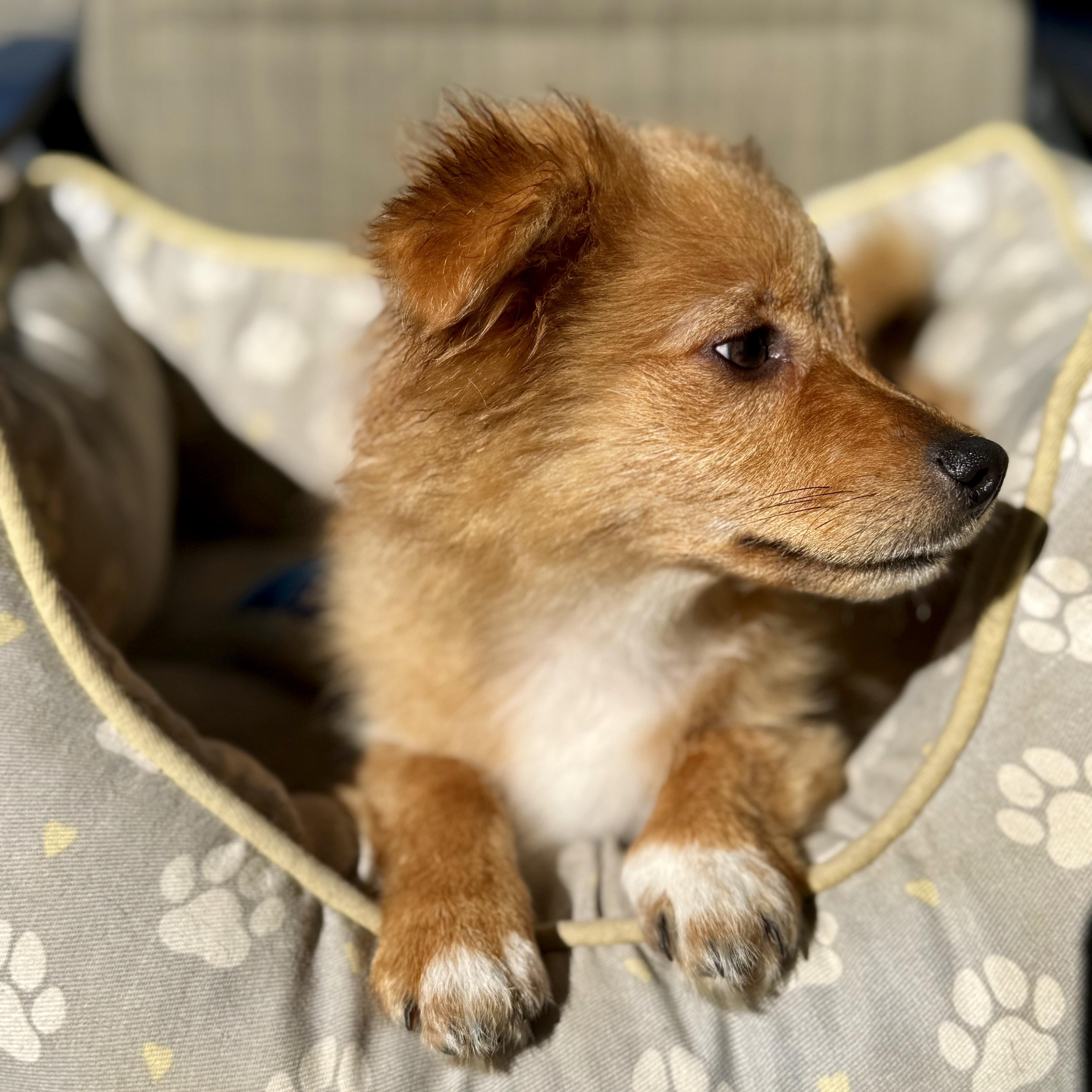 Enlarge Romeo, a ADOPTABLE mixed breed in modesto, CA image 3/6