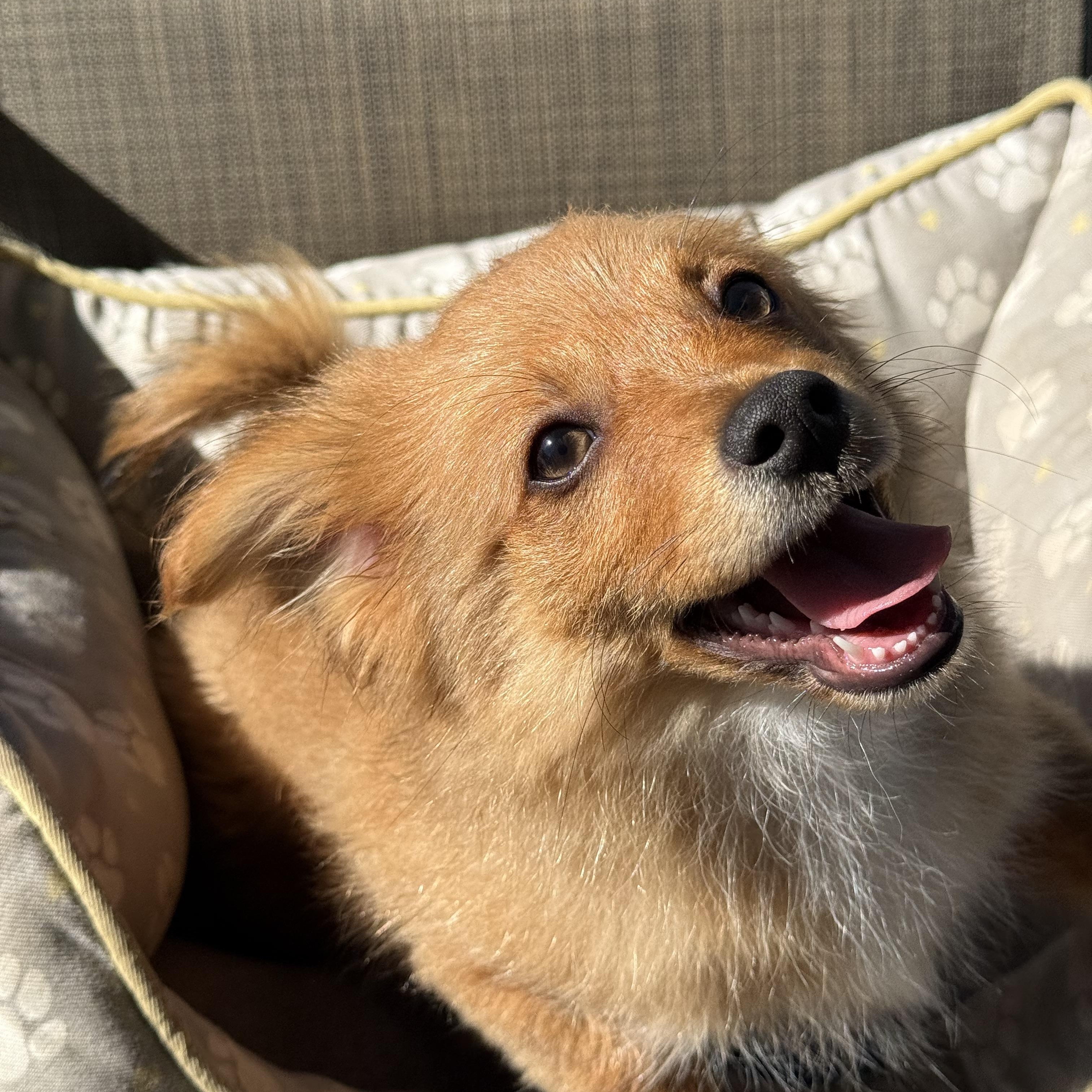 Enlarge Romeo, a ADOPTABLE mixed breed in modesto, CA image 2/6