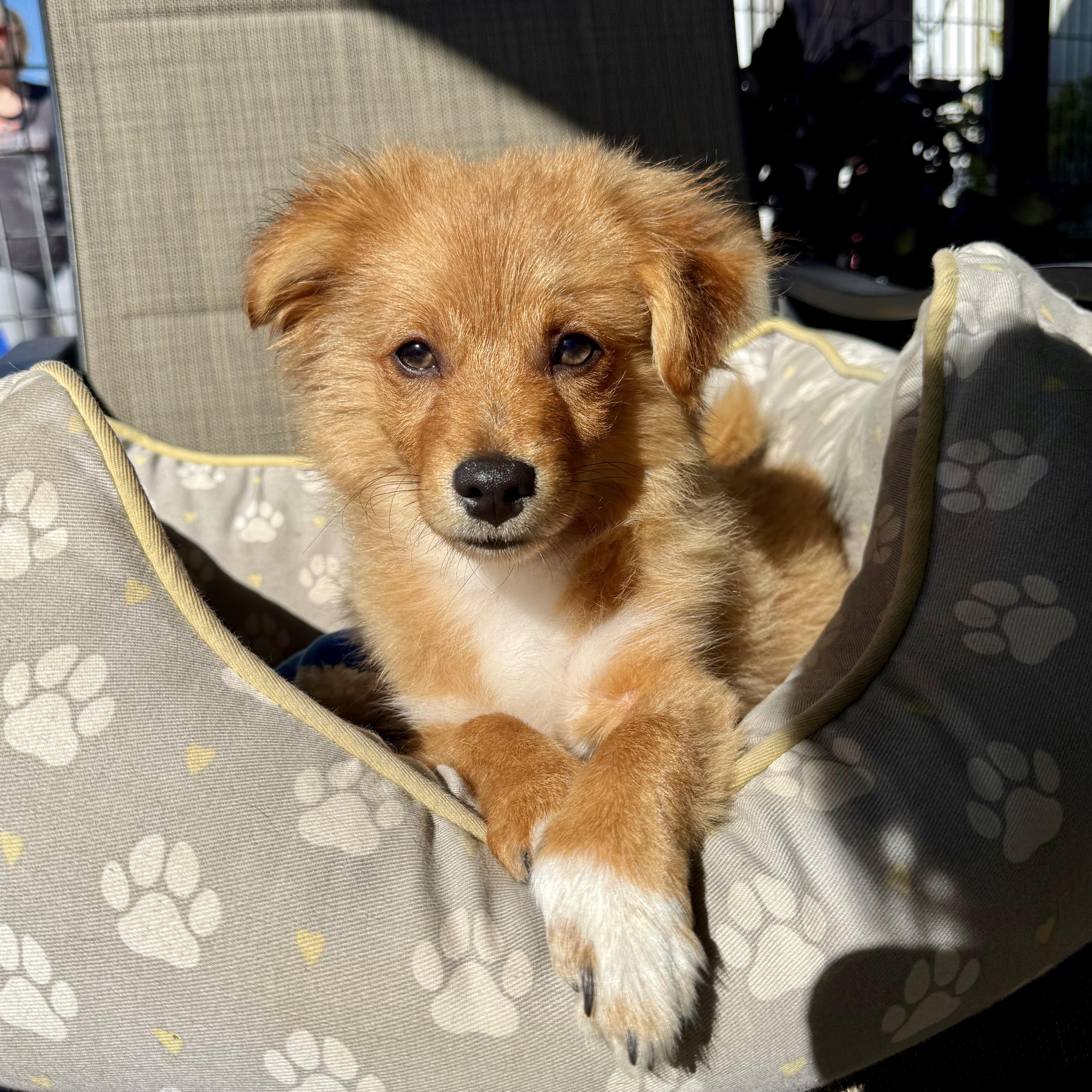 Enlarge Romeo, a ADOPTABLE mixed breed in modesto, CA image 5/6